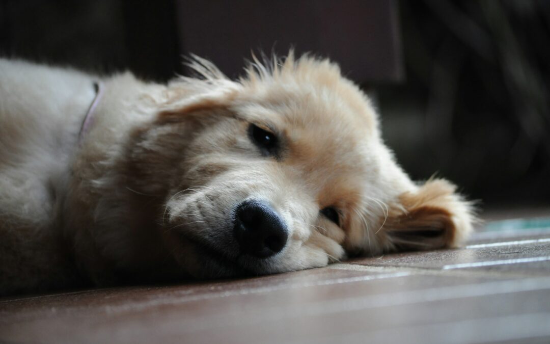 Catanzaro: avvelenati 4 cani da pet therapy — LNDC Animal Protection chiede indagini rigorose