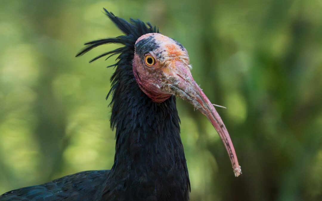 Due ibis eremiti uccisi in Lombardia. LNDC: “Altro che amanti della natura, i cacciatori distruggono la vita e la biodiversità”