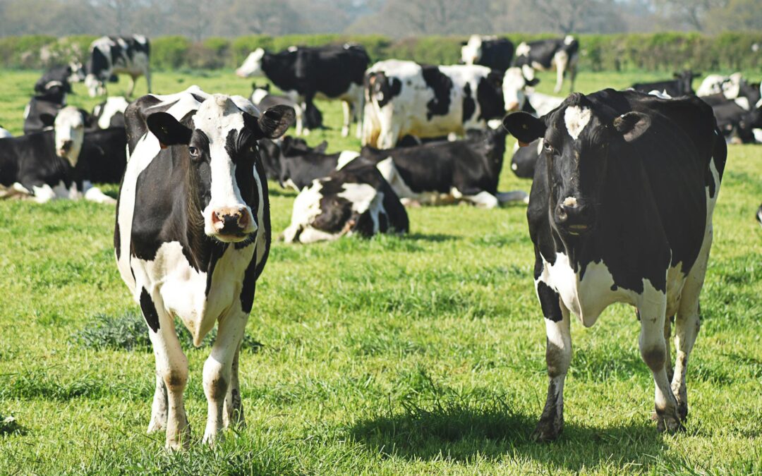 LNDC Animal Protection: “Pronti a percorrere tutte le vie legali per fermare il piano di abbattimento dei bovini ed equini ‘inselvatichiti’ voluto dalla Regione Lazio”