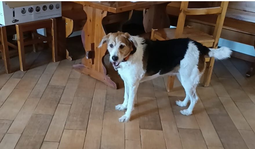 VIESTE (FG) – Una nuova famiglia per Nanà, la cagnolina rimasta sola dopo la scomparsa della sua amata compagna umana