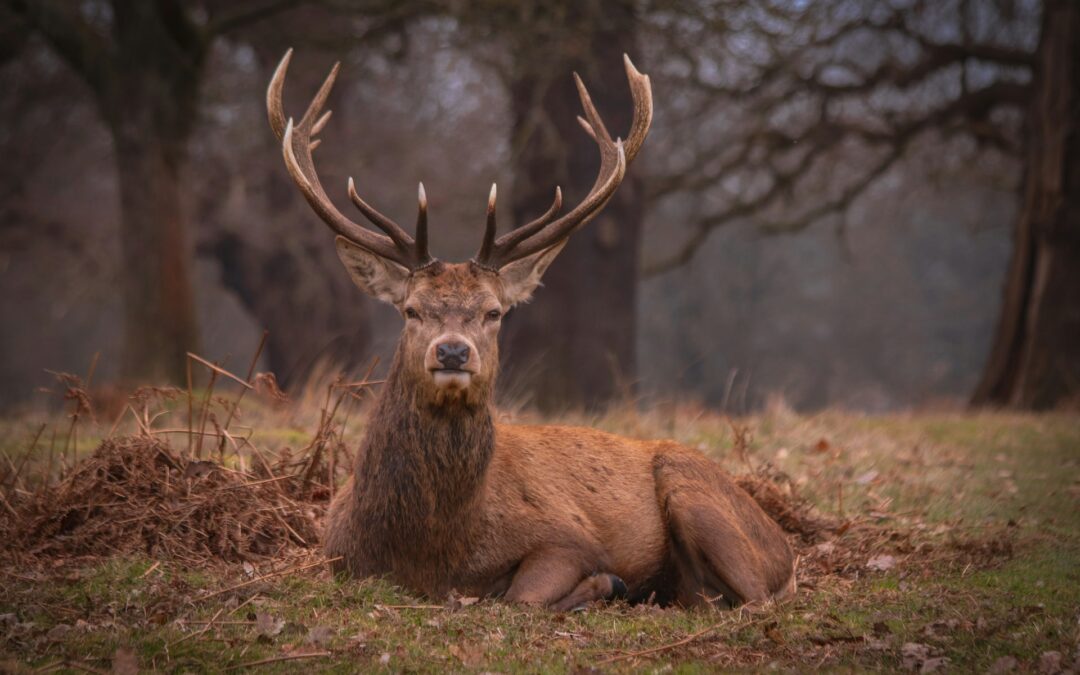 Emilia-Romagna, autorizzata la strage di oltre 2.000 cervi: LNDC Animal Protection valuta azioni legali