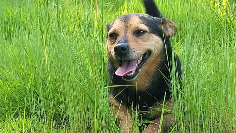 Torino, Rocky ucciso da un colpo di fucile nelle campagne di Cumiana: LNDC Animal Protection presenta denuncia e chiede indagini approfondite.