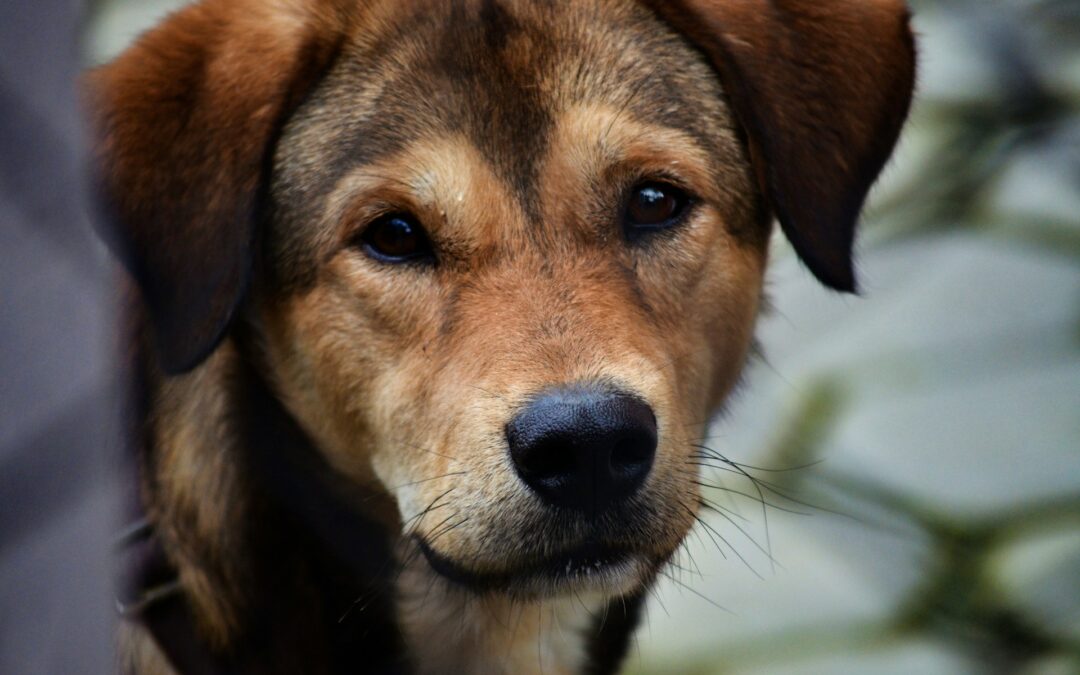 Canile di Sant’Ilario allo Ionio: tutti assolti in appello. LNDC Animal Protection: “Siamo sconvolti, attendiamo le motivazioni”