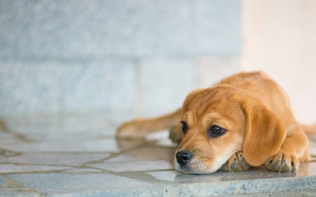 Maltrattamento cane a Santa Maria a Vico: condannato 24enne grazie all’azione legale di LNDC Animal Protection