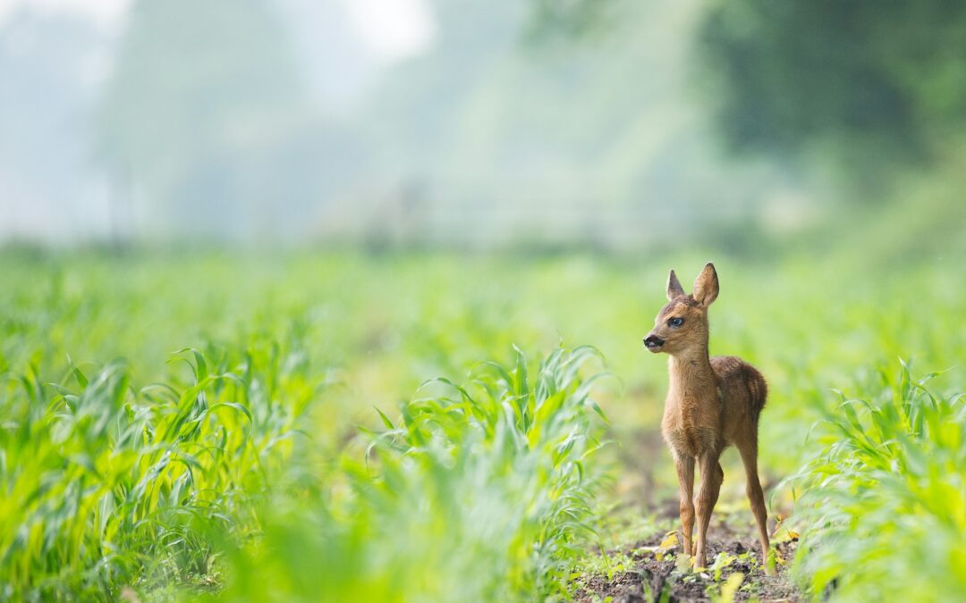 Il disegno di legge di iniziativa popolare per l’abolizione della caccia è stato assegnato alle Commissioni Ambiente e Agricoltura del Senato…e sono le stesse che trattano anche il DDL “sparatutto” Lollobrigida!