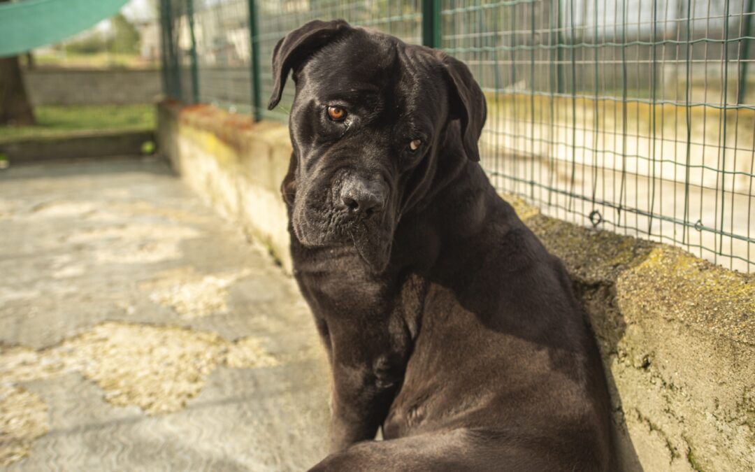 Giuliano, tre zampe e un cuore grande