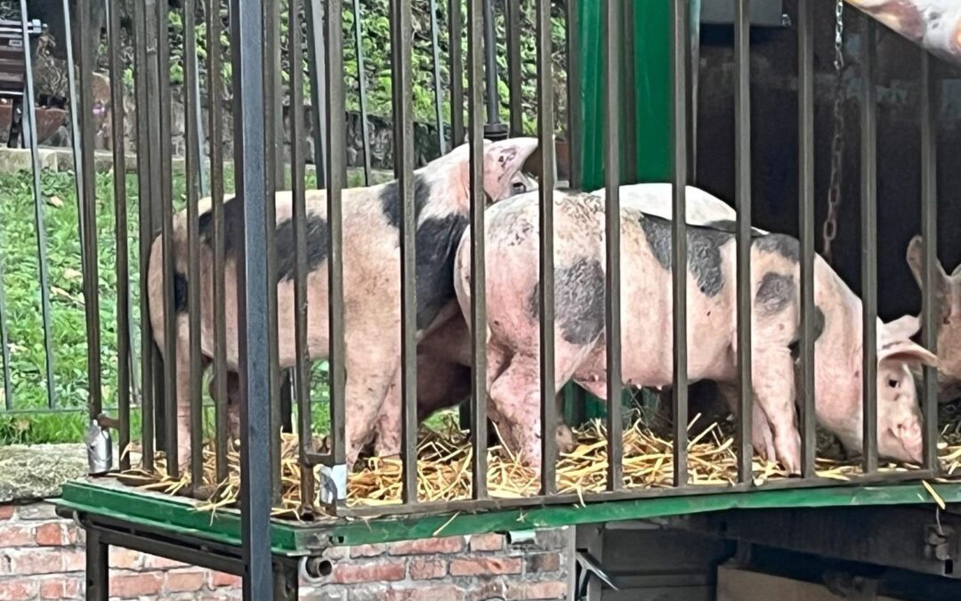Velletri, maiali esposti alla Fiera di San Clemente. LNDC Animal Protection: “Un ritorno al passato che mortifica il rispetto per gli animali e la sensibilità dei cittadini”