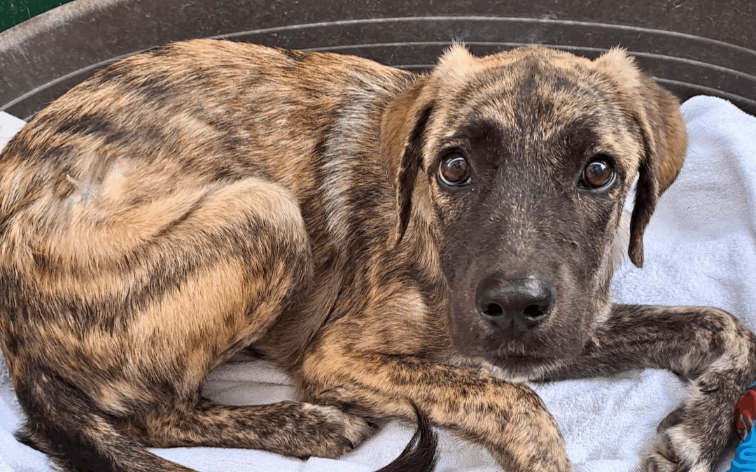 Amal, una cucciola che sogna di tornare a correre