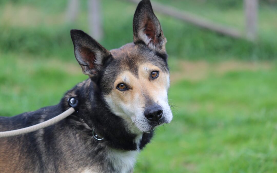 LNDC Animal Protection lancia “Un inverno senza gabbie”, la campagna nazionale per incentivare le adozioni responsabili durante i mesi più freddi dell’anno.