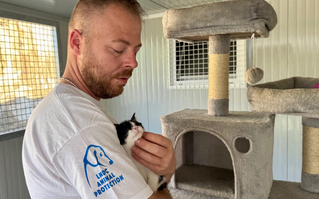 Benevento, LNDC Animal Protection realizza un rifugio per gatti malati e disabili con il sostegno di Giorgio Panariello