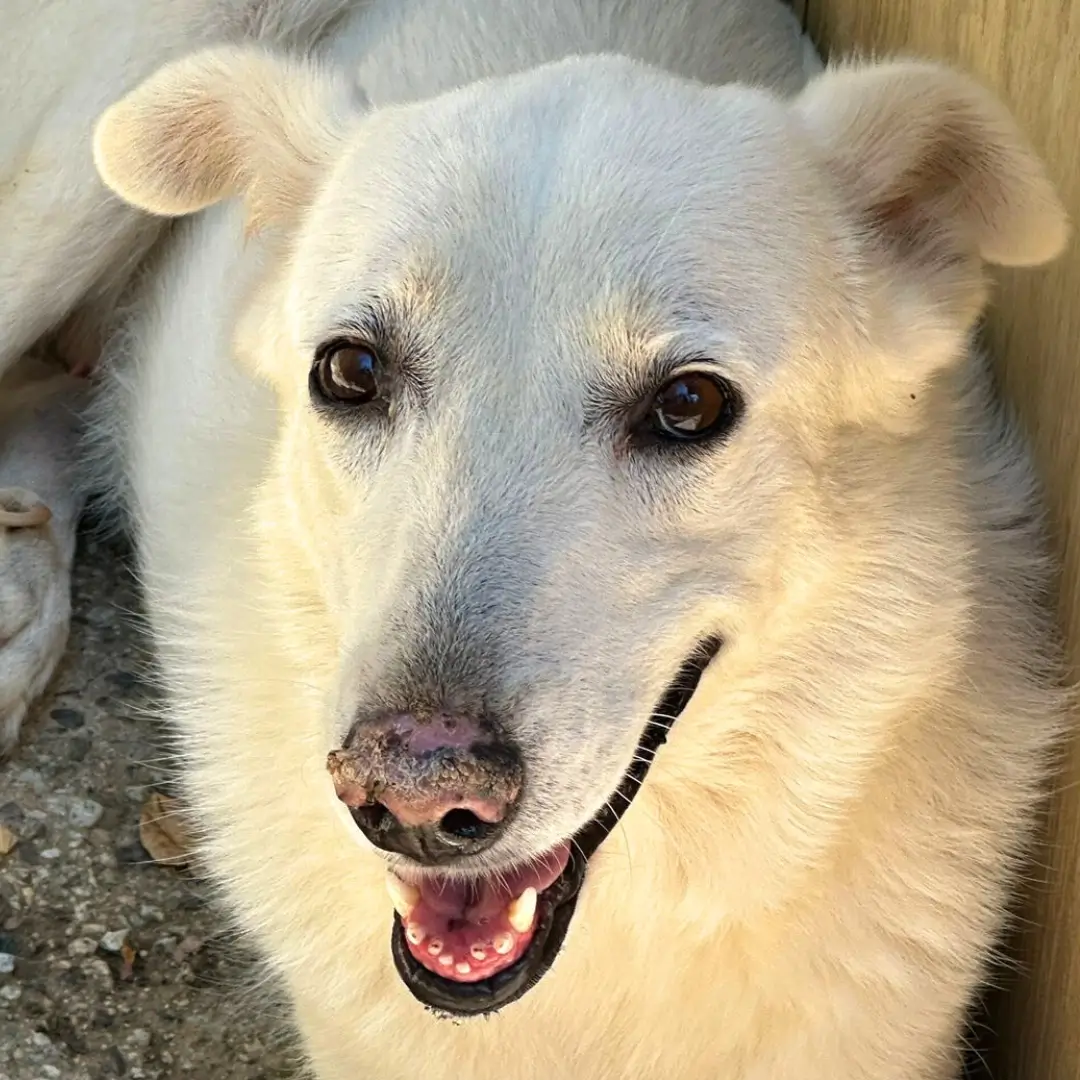 adozione-cane-natale-1-terry