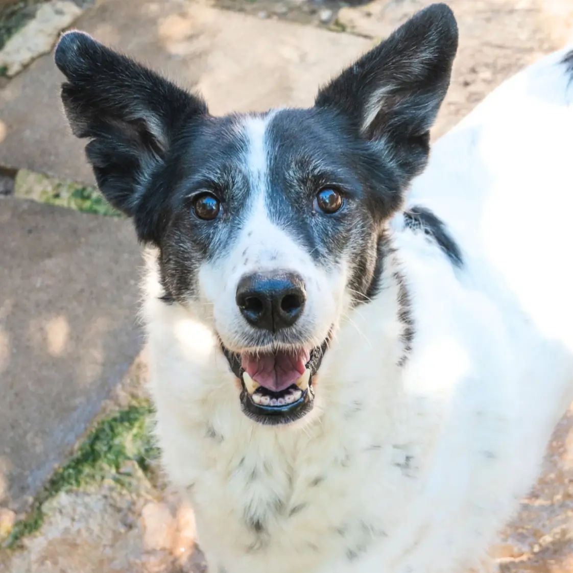 adozione-cane-natale-2-giulia