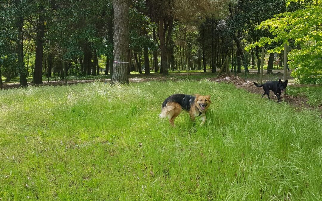 Crotone – È caccia al killer di Bruna, uccisa a fucilate a due passi da casa