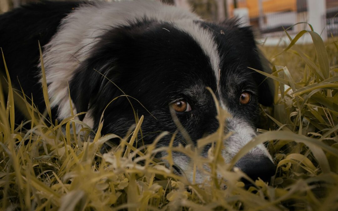 Sfruttamento umano e crudeltà sugli animali a Ramacca: LNDC Animal Protection denuncia un caso di violenza sistemica
