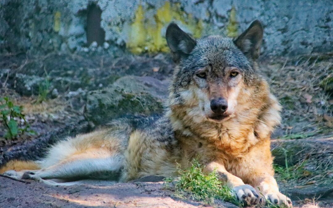 Lecce, lupo brutalmente ucciso a Castiglione di Andrano – Cacciatore a processo. LNDC annuncia che si costituirà parte civile