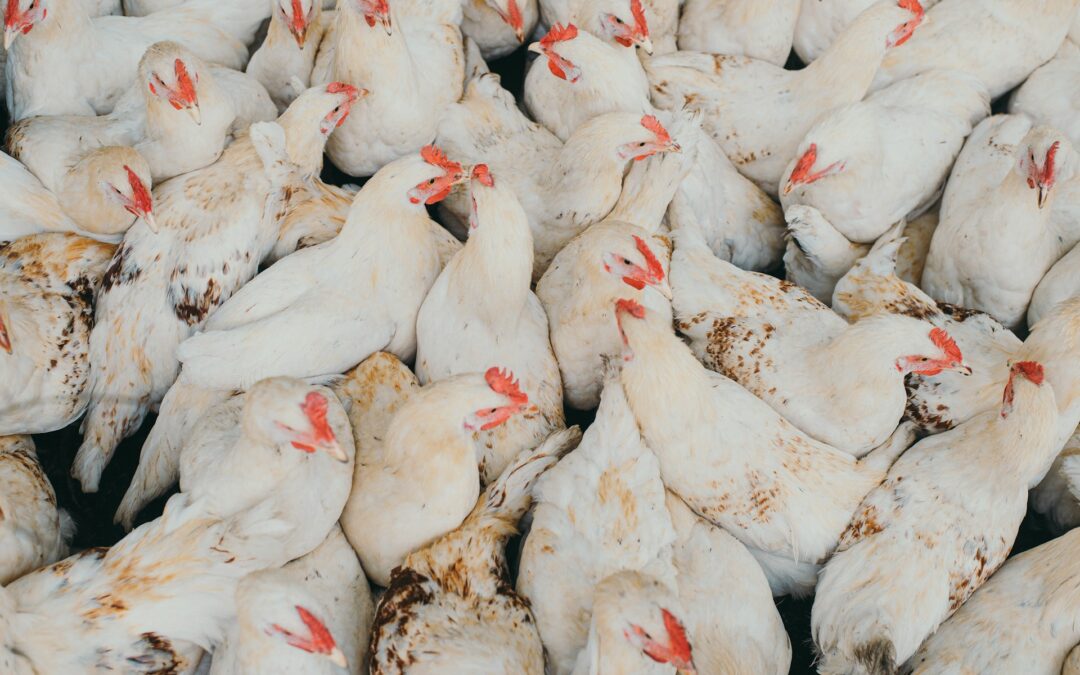 LNDC Animal Protection: “Focolaio di influenza aviaria nel vercellese. Preoccupante l’autorizzazione al nuovo allevamento di Arborio”