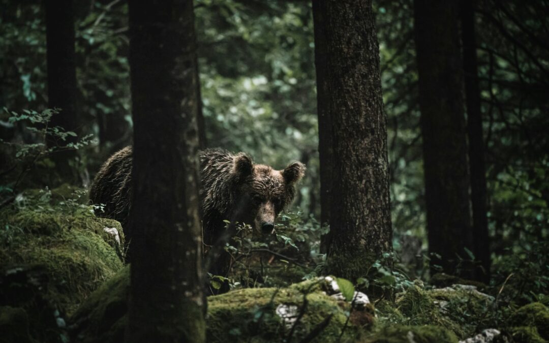 Lupi e orsi in Trentino-Alto Adige, LNDC Animal Protection: “Prima di chiedere più uccisioni, verificate le misure preventive mai attuate”