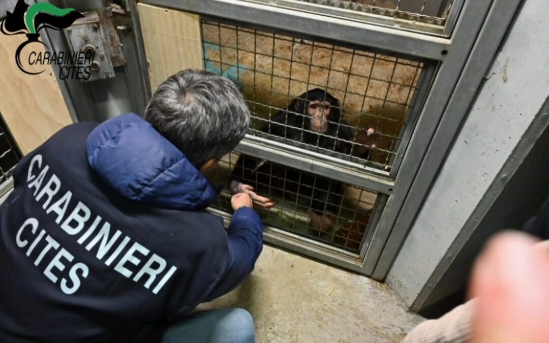 Siracusa. Scimpanzé alla catena e detenuto illegalmente: LNDC Animal Protection denuncia la crudeltà dell’ennesimo traffico di specie protette