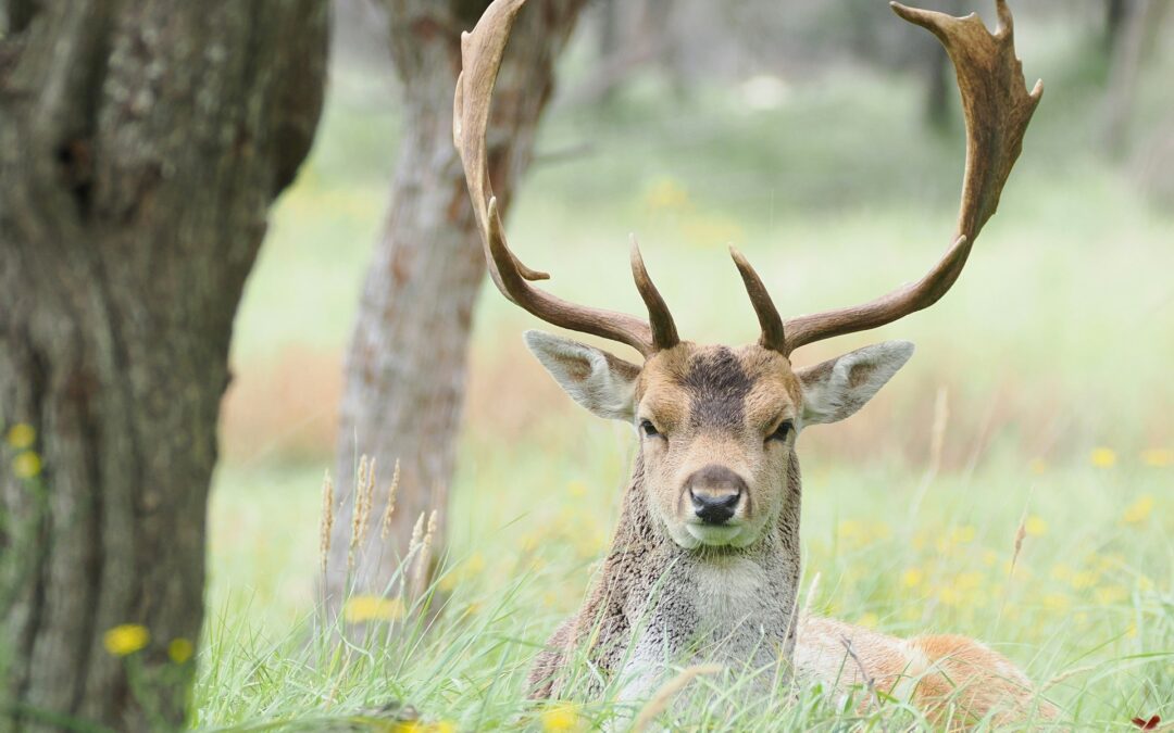 Daino ucciso a Como: dalle relazioni ufficiali ancora nessuna risposta chiara sul mancato uso della telenarcosi. LNDC: “Così resta il dubbio che si sia scelta la via più semplice.”