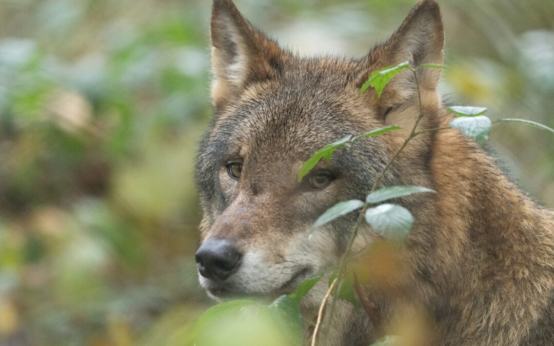 Lupi di Lessinia: grazie all’intervento delle associazioni, il Consiglio di Stato chiude definitivamente la vicenda. Salvato almeno uno dei due esemplari condannati da Fugatti