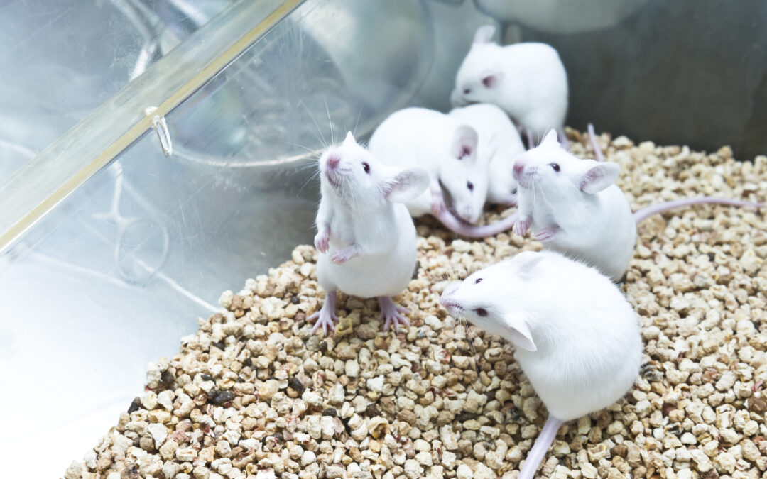 LNDC Animal Protection chiede di costituirsi parte civile nel maxi–processo di Catanzaro: maltrattamenti, uccisioni di animali e violazioni sistematiche della normativa sulla sperimentazione