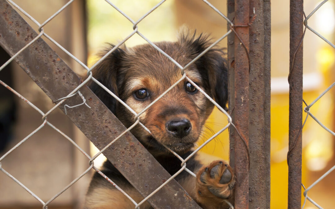 LNDC Animal Protection chiede chiarimenti al Consigliere Verrecchia sugli emendamenti alla legge regionale abruzzese sulla tutela degli animali