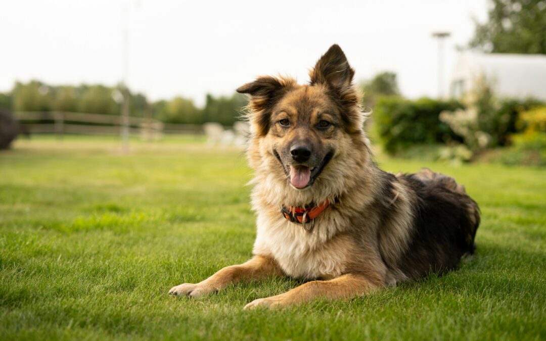 Stop alla tassa sui cani in Alto Adige: una vittoria per famiglie e animali. LNDC Animal Protection soddisfatta per il ritiro del disegno di legge, dopo averne denunciato l’illegittimità.