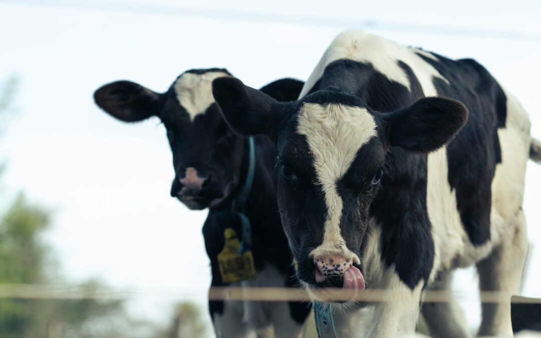 Piemonte, “Diario Amico” resta in classe: bene il no al ritiro, ma per LNDC Animal Protection questo è il minimo. Stop alla logica dello strappo e alla narrativa dell’“errore”, sì al pluralismo.