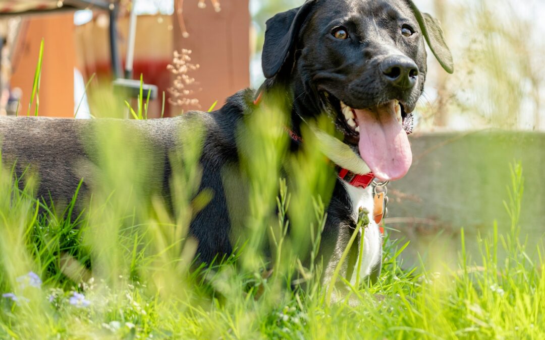 Sassello (SV), cane ucciso a colpi di arma da fuoco: LNDC Animal Protection chiede giustizia e l’aiuto dei cittadini