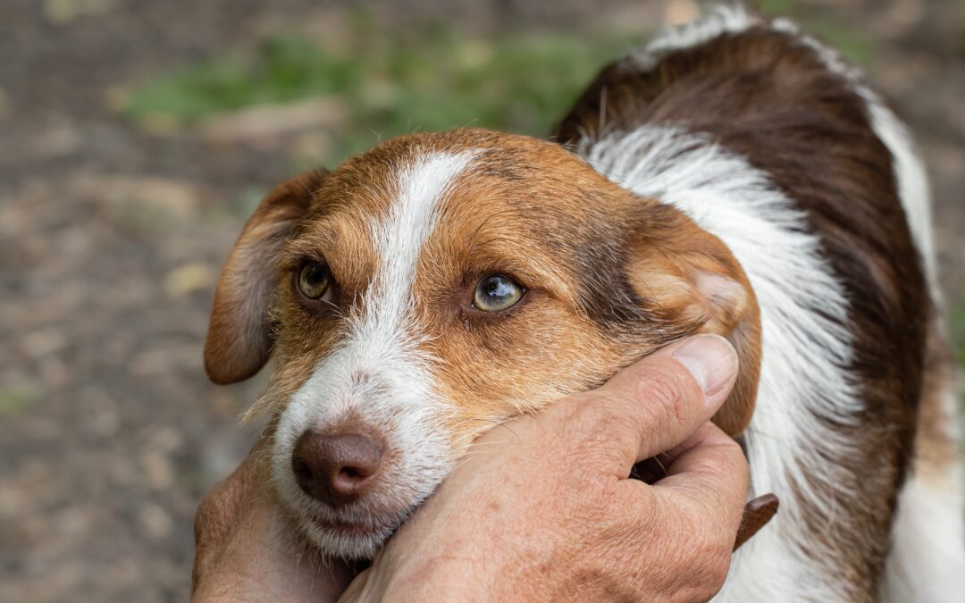 LNDC Animal Protection lancia “Amici di quartiere”, la campagna nazionale per aiutare i cani randagi durante l’inverno