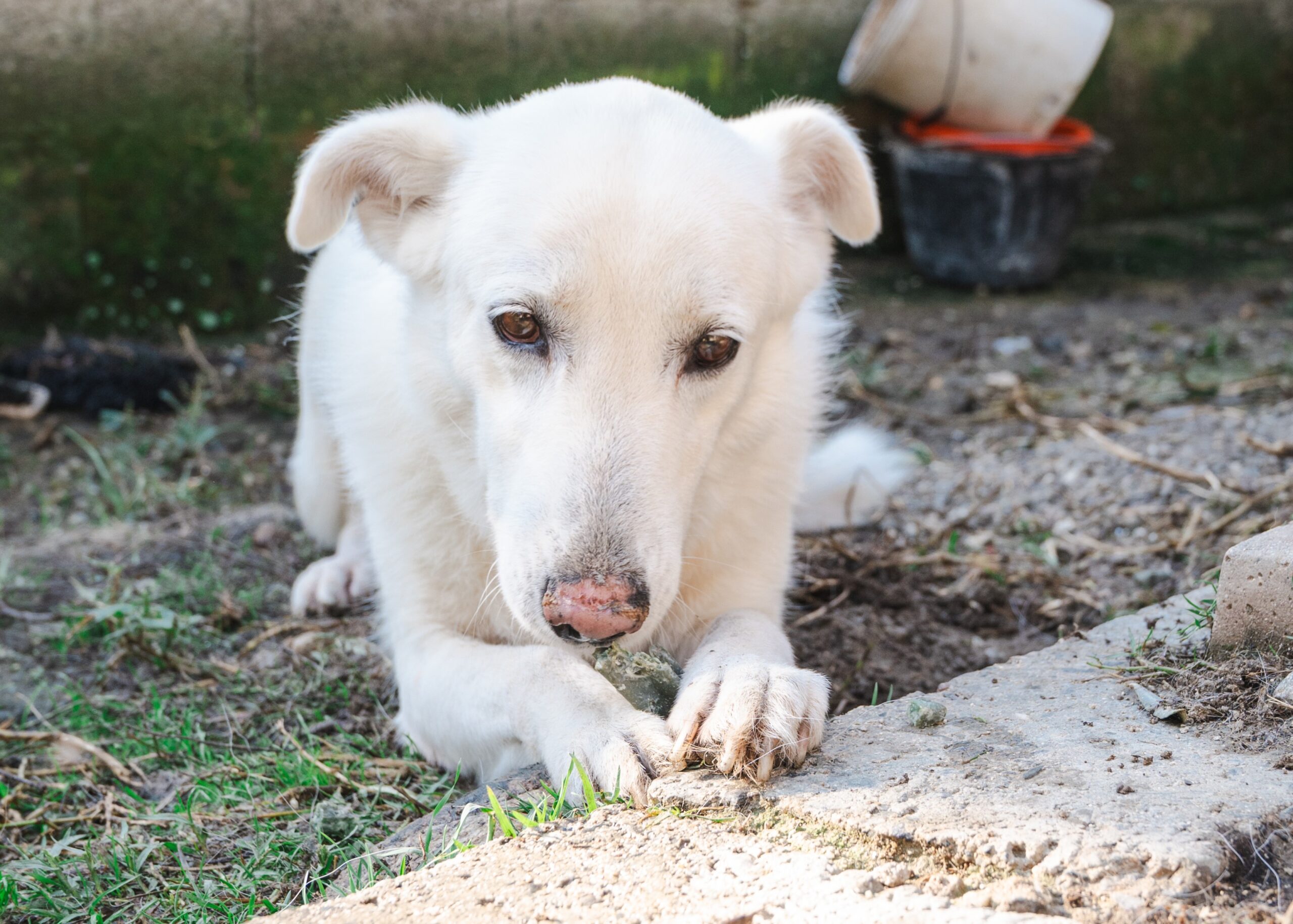 Terry e la carezza che stava aspettando - LNDC Animal Protection
