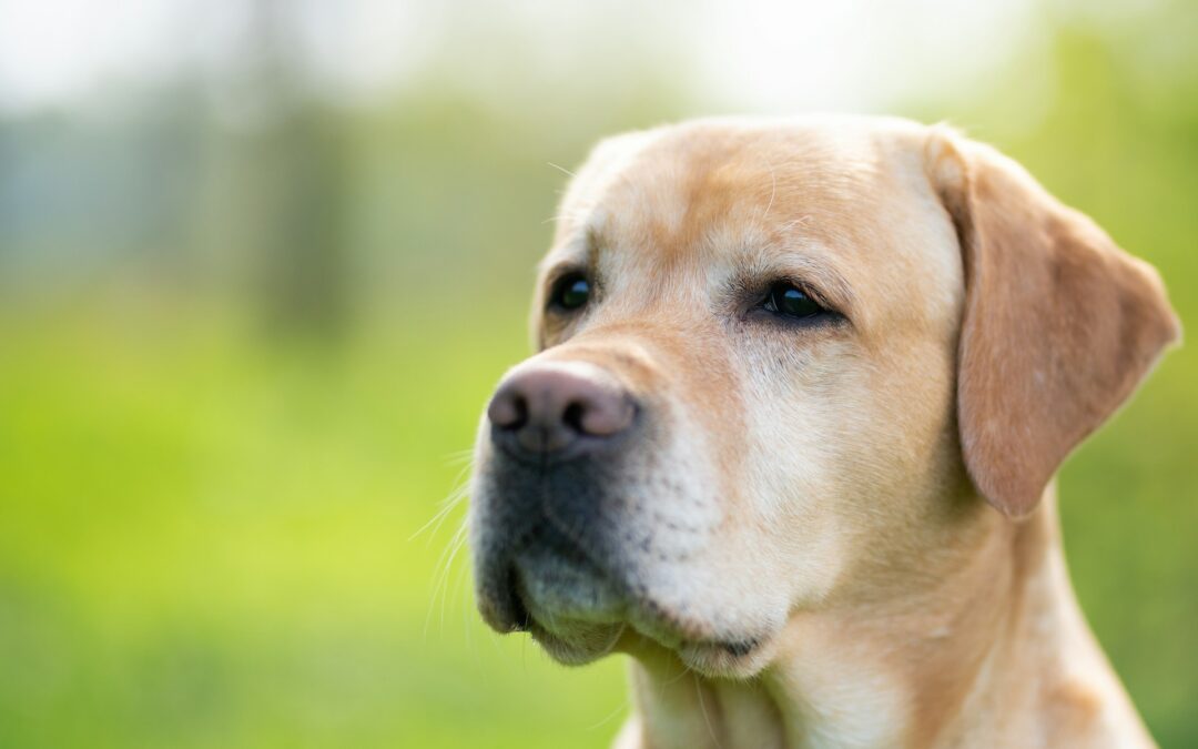 Pontinia (LT), labrador ucciso a fucilate: LNDC Animal Protection condanna e chiede la collaborazione dei cittadini per individuare il responsabile
