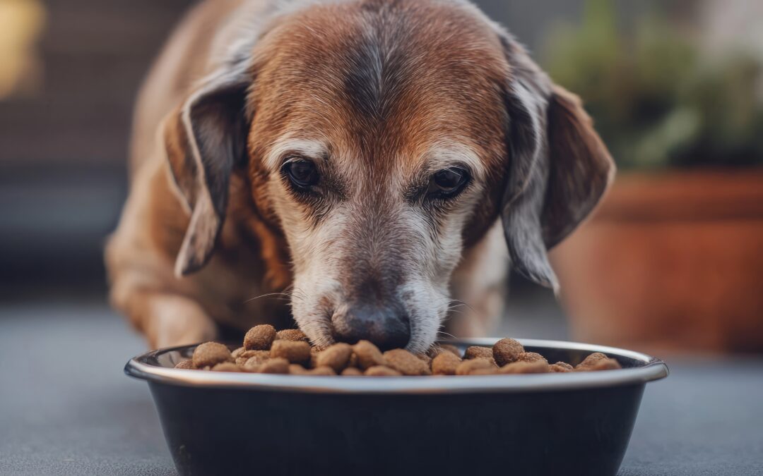 Aggiungi un nonno a tavola: torna la storica partnership tra LNDC Animal Protection e Nutrix Più per promuovere le adozioni di cani e gatti anziani