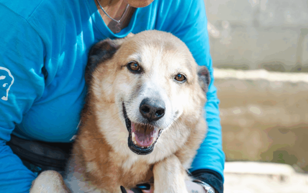 Beethoven: un cuore coraggioso in cerca di amore