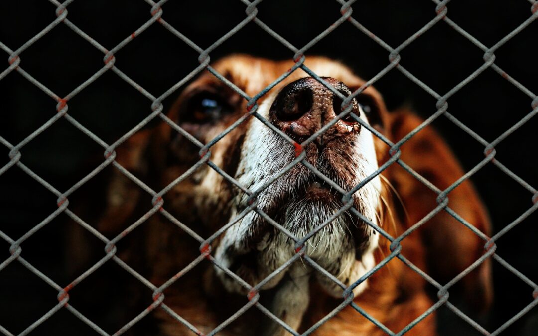 Canile sanitario ASL Pescara: nuova udienza del processo contro i veterinari imputati. LNDC Animal Protection: “Testimonianze che confermano il quadro accusatorio. Attendiamo la sentenza”