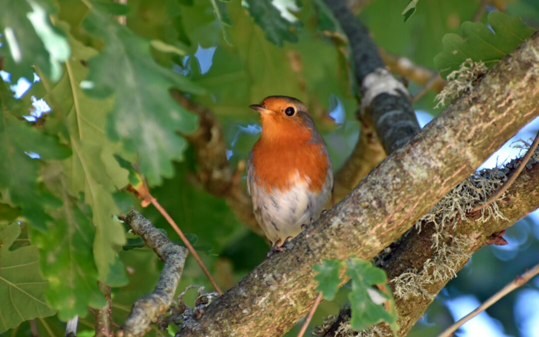 Gavardo (BS), LNDC Animal Protection denuncia un grave episodio di bracconaggio: sequestrate reti illegali e liberati uccellini protetti