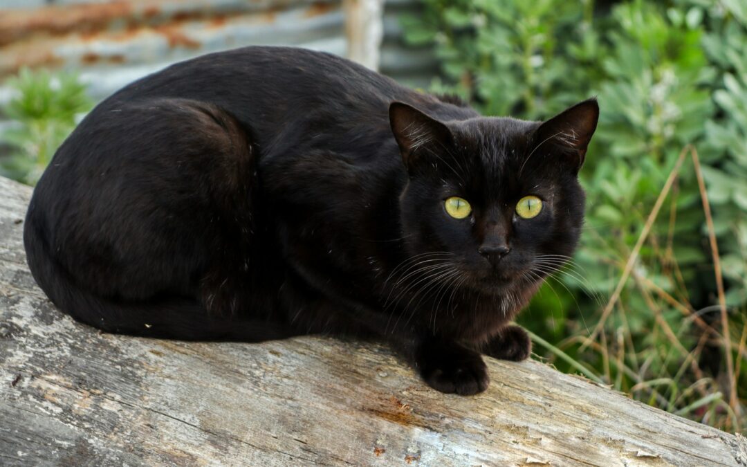 Ostuni, gatto ferito da un colpo d’arma da fuoco: LNDC Animal Protection chiede la costituzione di parte civile