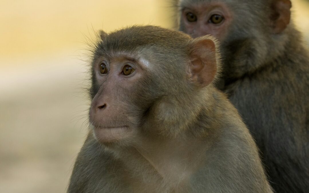 Aptuit Verona. LNDC Animal Protection: “Abbiamo depositato la costituzione di parte civile anche nel processo contro l’altra veterinaria e ci opporremo alla richiesta di messa alla prova”