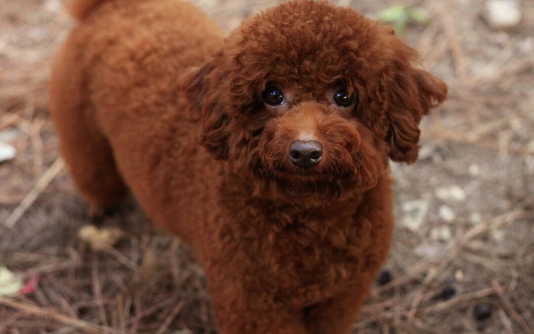 Parete (CE), LNDC Animal Protection presenta denuncia per l’allevamento abusivo scoperto dai Carabinieri