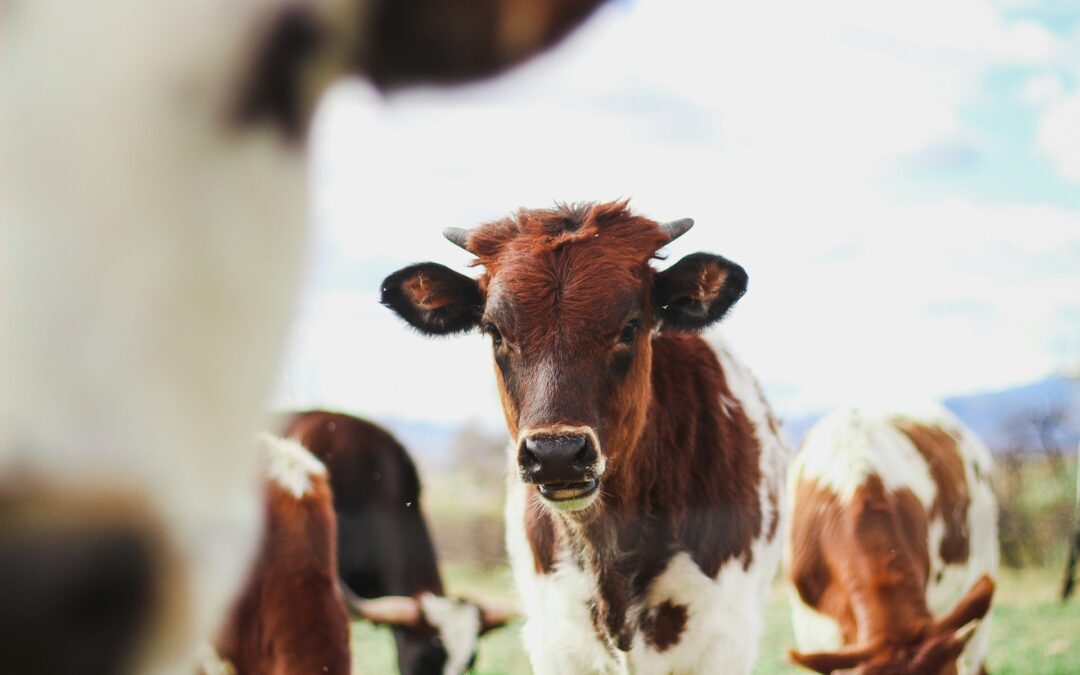 Suno (NO), condannato allevatore per maltrattamenti. LNDC Animal Protection, parte civile nel processo, esprime soddisfazione