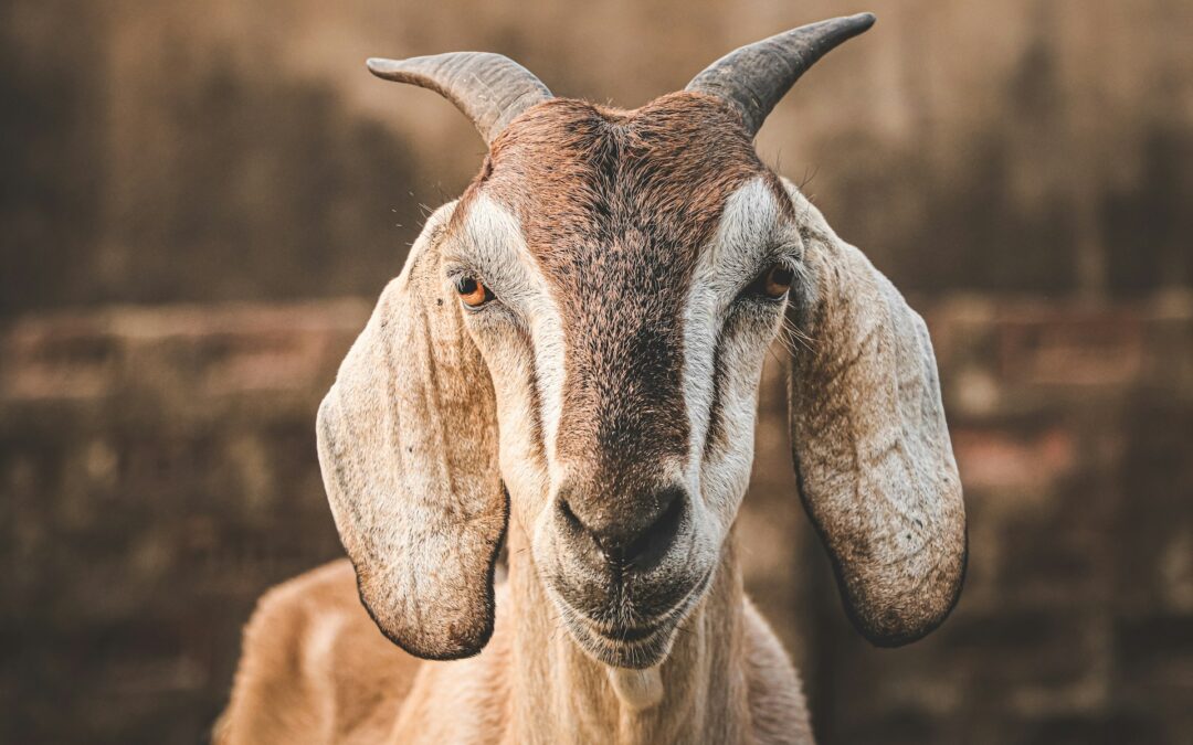 Capre di Porto Empedocle: il TAR Sicilia annulla i provvedimenti di uccisione