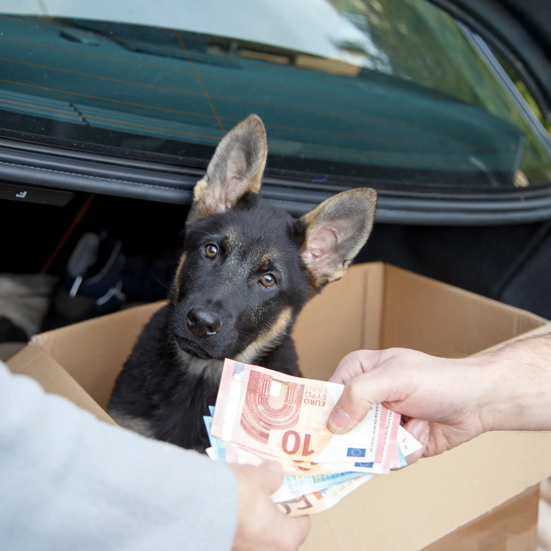 petizione-stop-vendita-animali-web