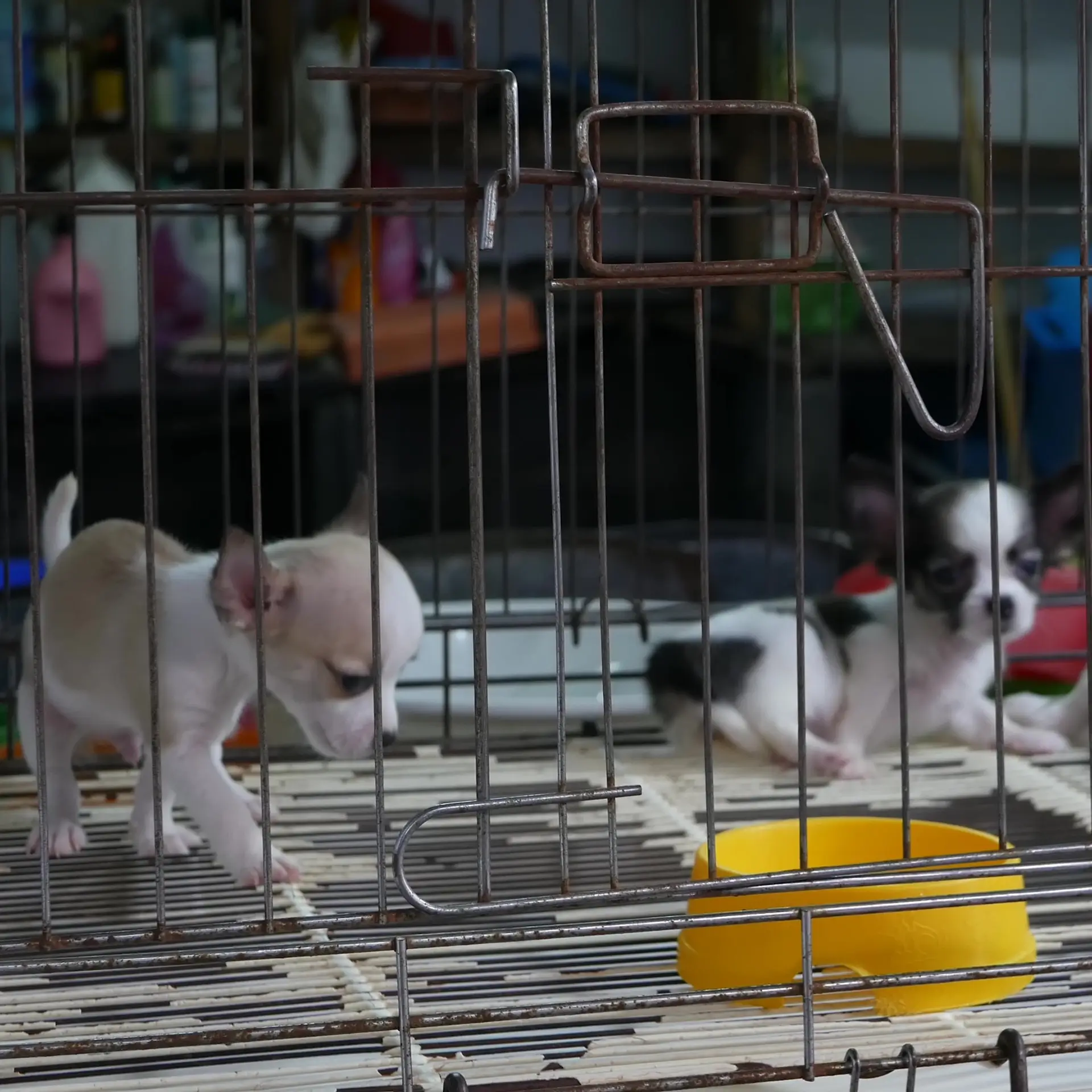 petizione-stop-vendita-animali-internet