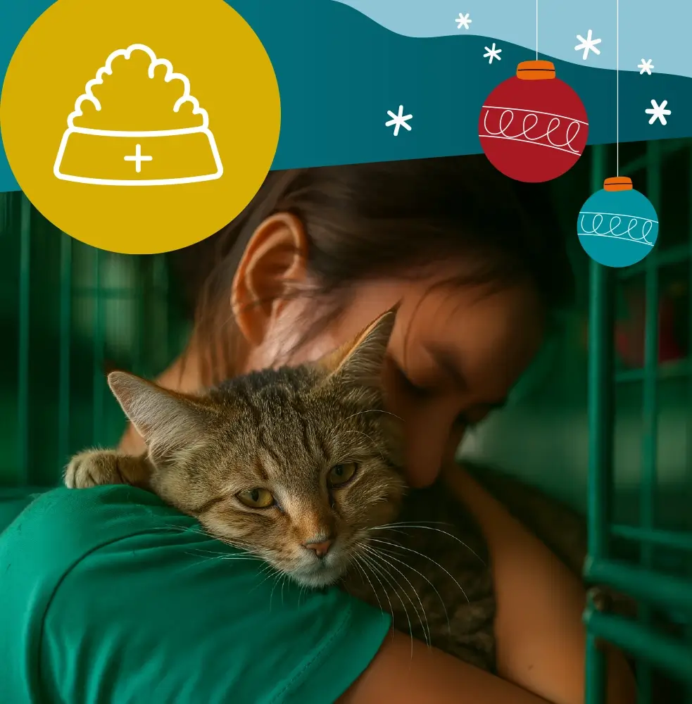 Regala 20 ciotole di cibo per gatti malati