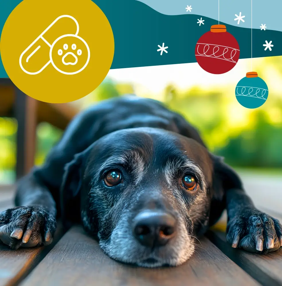 Regala 1 mese di farmaci salva vita per un cane