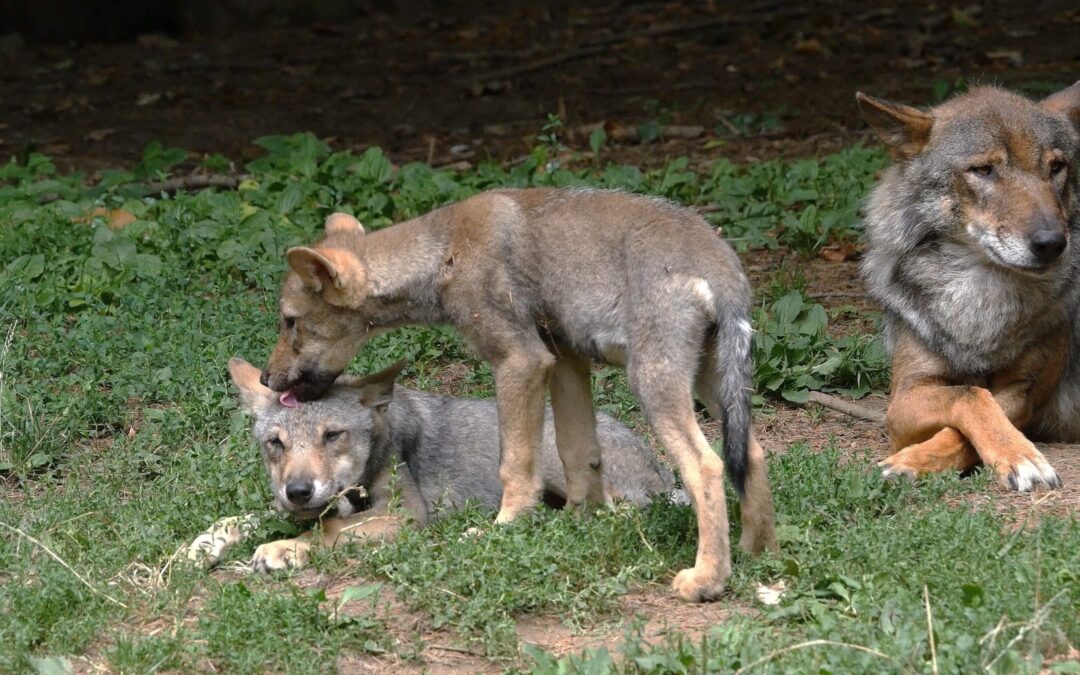 Lupi uccisi e decapitati a Tortona (AL): LNDC Animal Protection presenta denuncia. “Clima d’odio alimentato dalla politica mette a rischio la fauna selvatica”