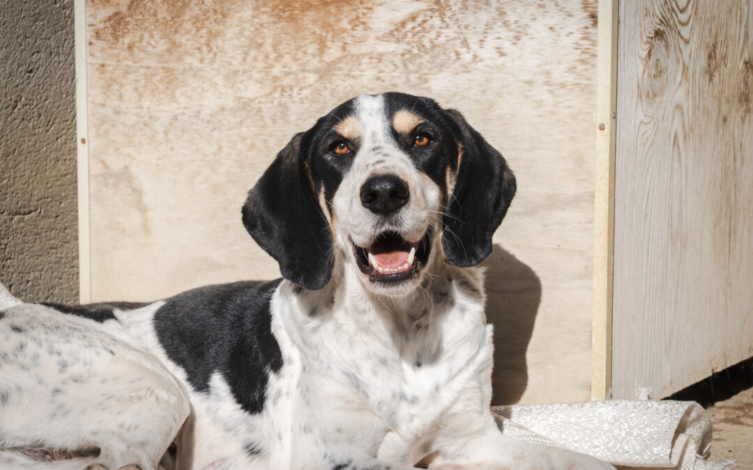 Sheila, la cagnolina che ha conosciuto la crudeltà e ha scelto di fidarsi ancora.
