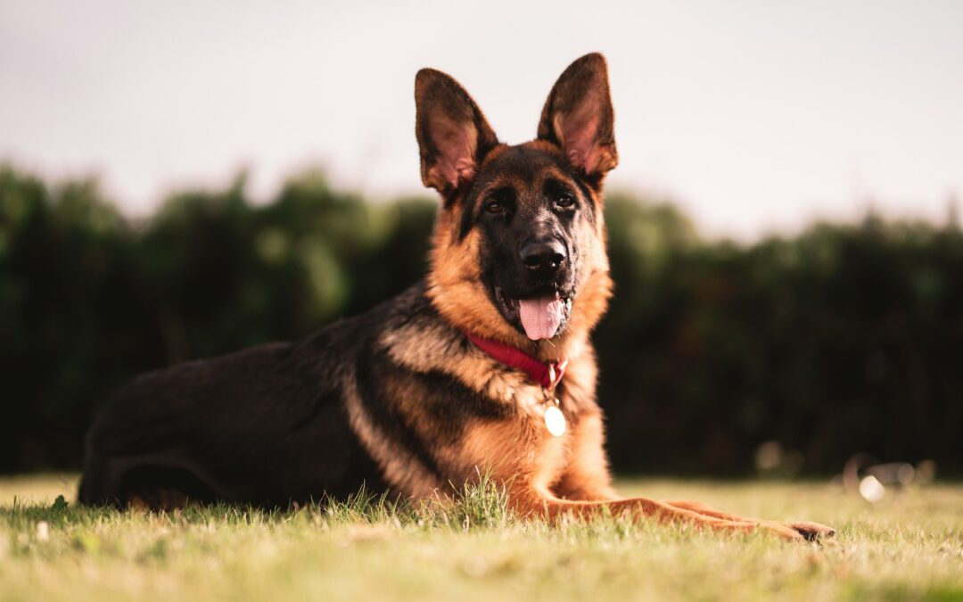 Cane ucciso a Casalmaggiore (CR), LNDC Animal Protection denuncia: reagire sparando è inaccettabile, servono addestramento e metodi non letali