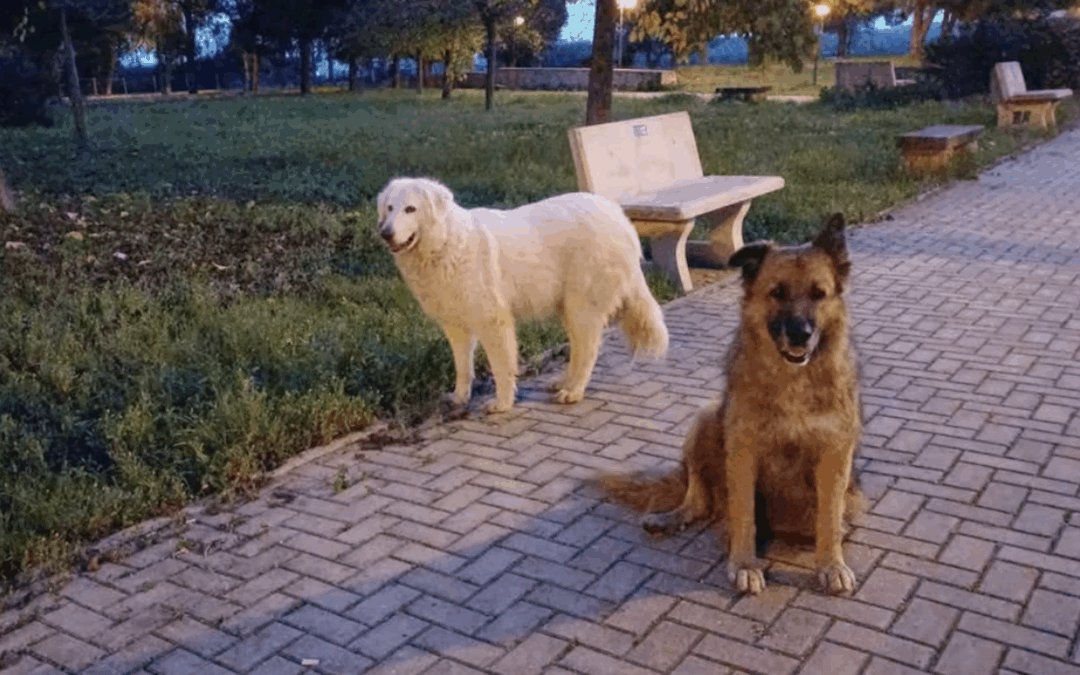 Taranto, Billy e Bianca uccisi a fucilate: LNDC Animal Protection presenta denuncia e chiede giustizia