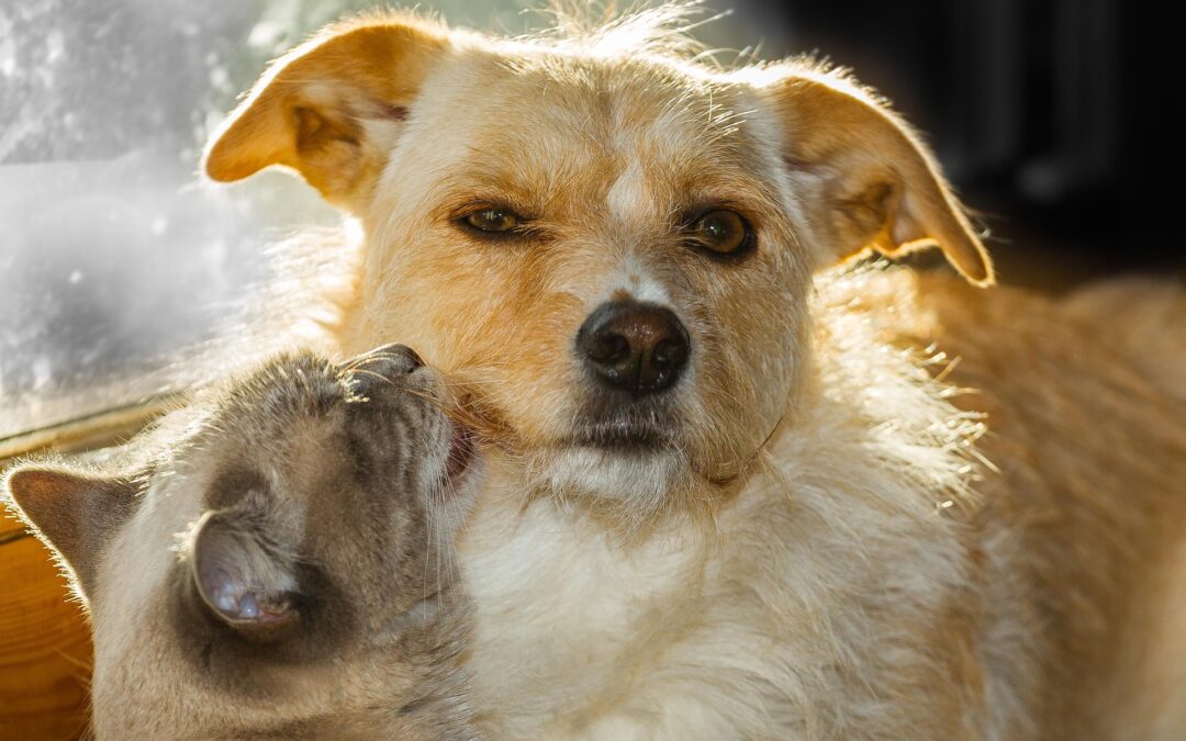 Trieste, due cani e un gatto abbandonati in gravi condizioni: LNDC Animal Protection denuncia e invita a segnalare ogni caso simile